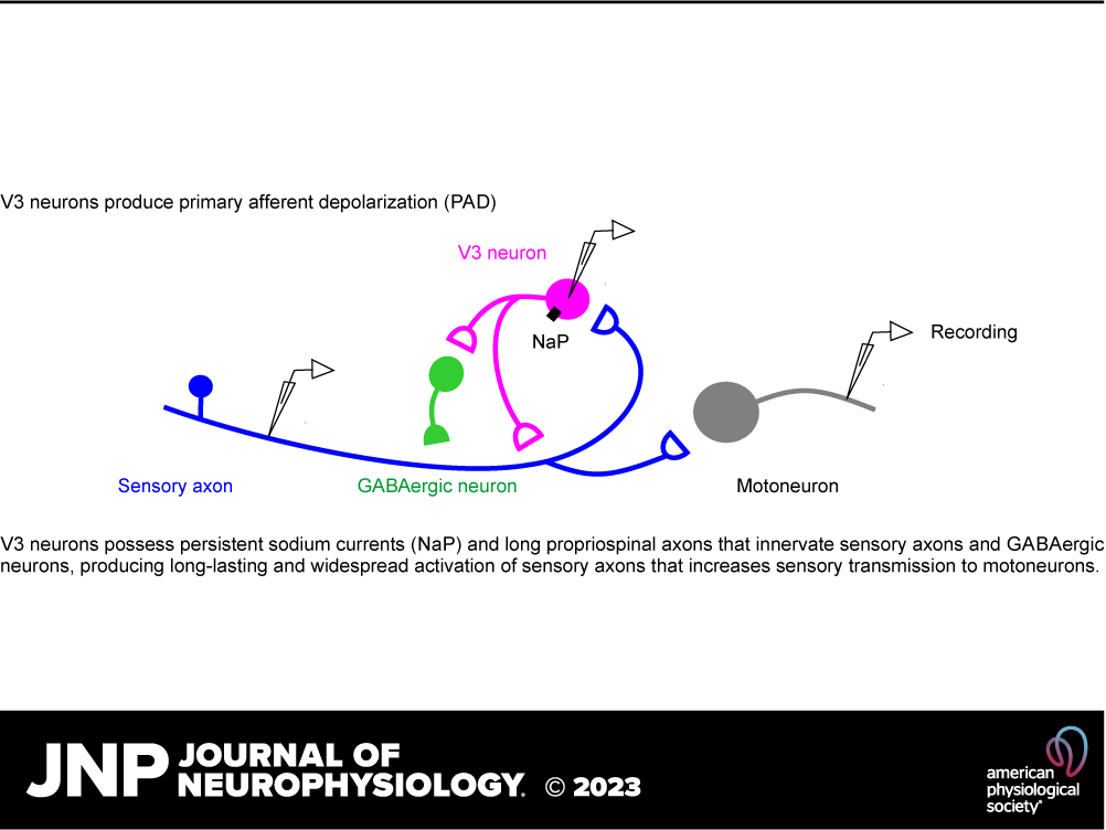JNeurophysiol's tweet photo. New research out of @UAlberta ➡Locomotor-related propriospinal V3 neurons produce primary afferent depolarization and modulate sensory transmission to motoneurons by Shihao Lin et al.
🖱https://t.co/B2CI8vXFX9
#SensoryAxon #motoneuron #GABA #glutamate #locomotion https://t.co/sxkPO31fh9