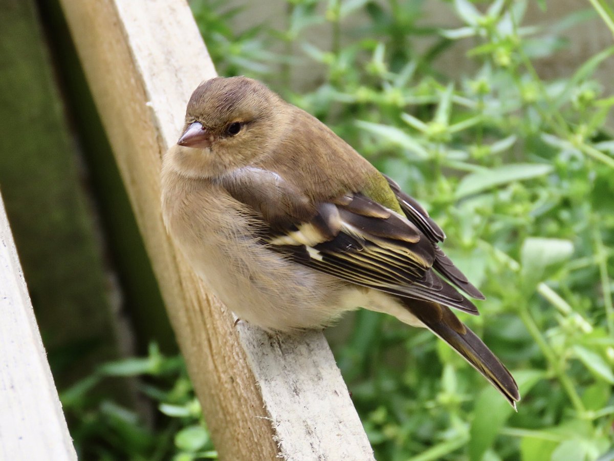 A lovely little chaffinch joined me in the garden yesterday. 
#MyBirdPic
