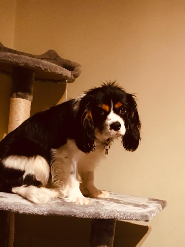 When you buy a new cat tree and the cats back is turned!! #catsoftwitter #catsontwitter #cats #catsofX