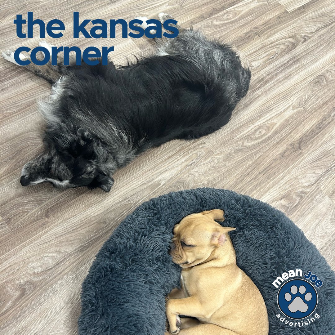 meanjoead's tweet image. my coworkers and i make such a pawfect team. we always collaborate and help each other out, whether we&apos;re working on a big project or just fetching coffee. #teamworkmakesdreamwork