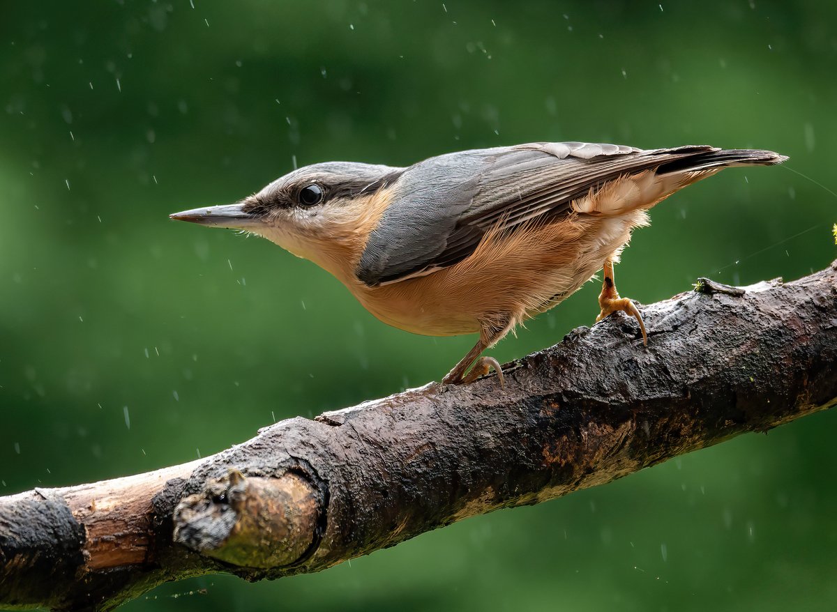 Eurasian nuthatch in the rain. #wildlifephotography #nature #TwitterNatureCommunity #ThePhotoHour #photooftheday @Natures_Voice @Birdsoftheworld @Team4Nature #birdphotography #birds #birdwatching #Britishnatureguide @RSPBbirders #BirdsofTwitter #BBCWildlifePOTD @wildlifemag