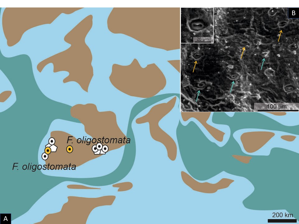 iberinsula's tweet photo. The figure below displays a palaeogeographic map showing the distribution of the last Frenelopsis on the Ibero-Armorican Island (A) and Frenelopsis cuticle showing the sunken and aligned stomata (B). https://t.co/jaqYA9NiGq