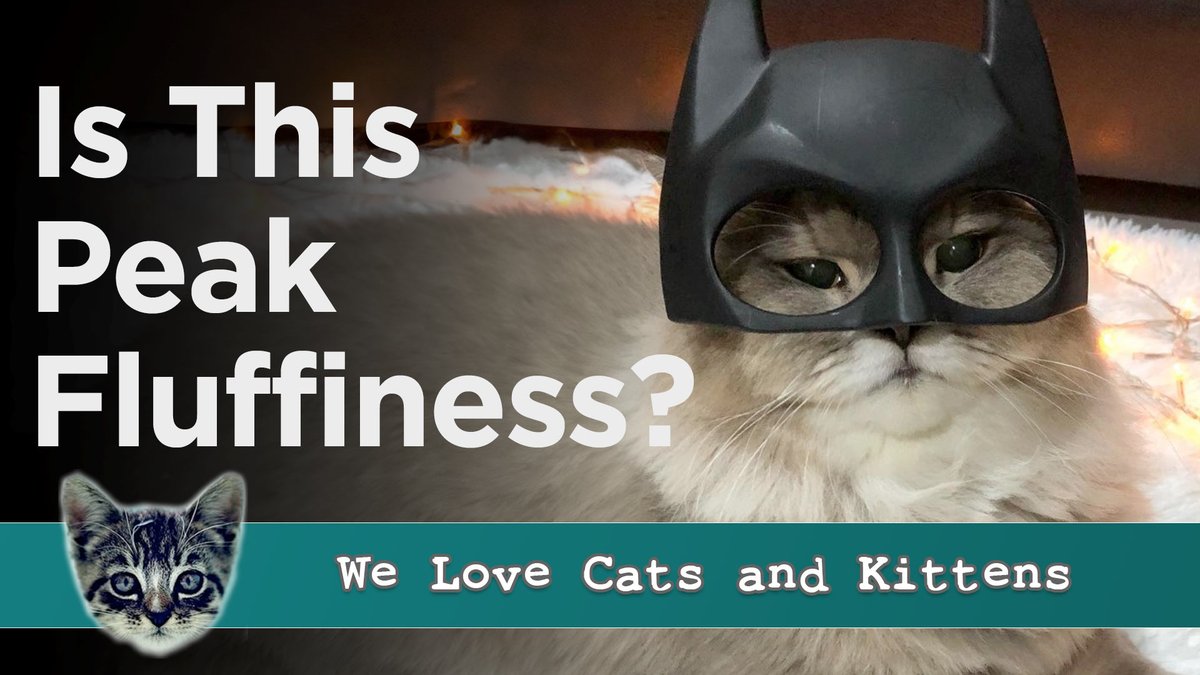 Cats and Kittens tweet media