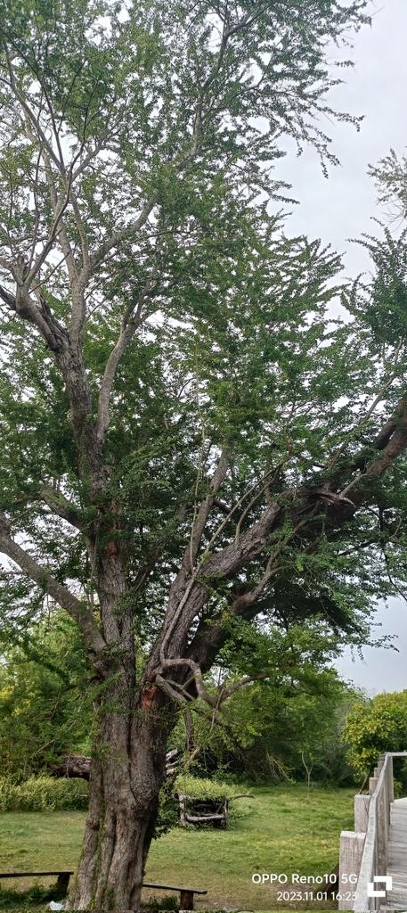 Swane47688833's tweet photo. #Trees #NaturesView
#BakawanEcoPark #NaturesBeauty
#November2023Escapade
#travelphotography https://t.co/WZzfVM0Vvz