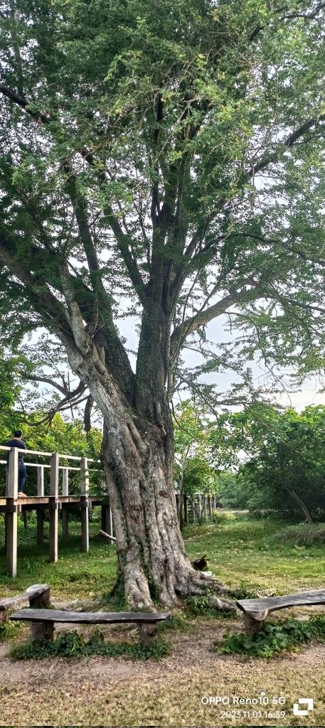 Swane47688833's tweet photo. #Trees #NaturesView
#BakawanEcoPark #NaturesBeauty
#November2023Escapade
#travelphotography https://t.co/WZzfVM0Vvz