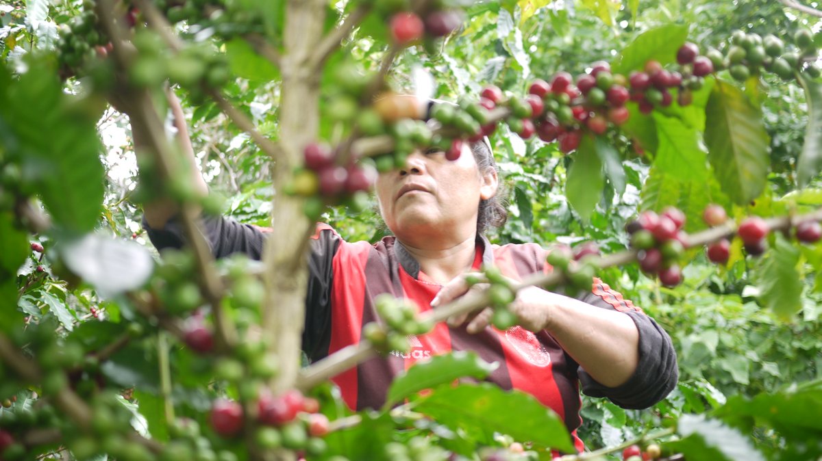 "By investing in WCR, we have joined a collective effort to build a more sustainable future for coffee production and improve livelihoods for coffee farming communities"
—Fleur Studd, <a href="/melbcoffeemerch/">MCM</a> / <a href="/marketlane/">Market Lane Coffee</a>