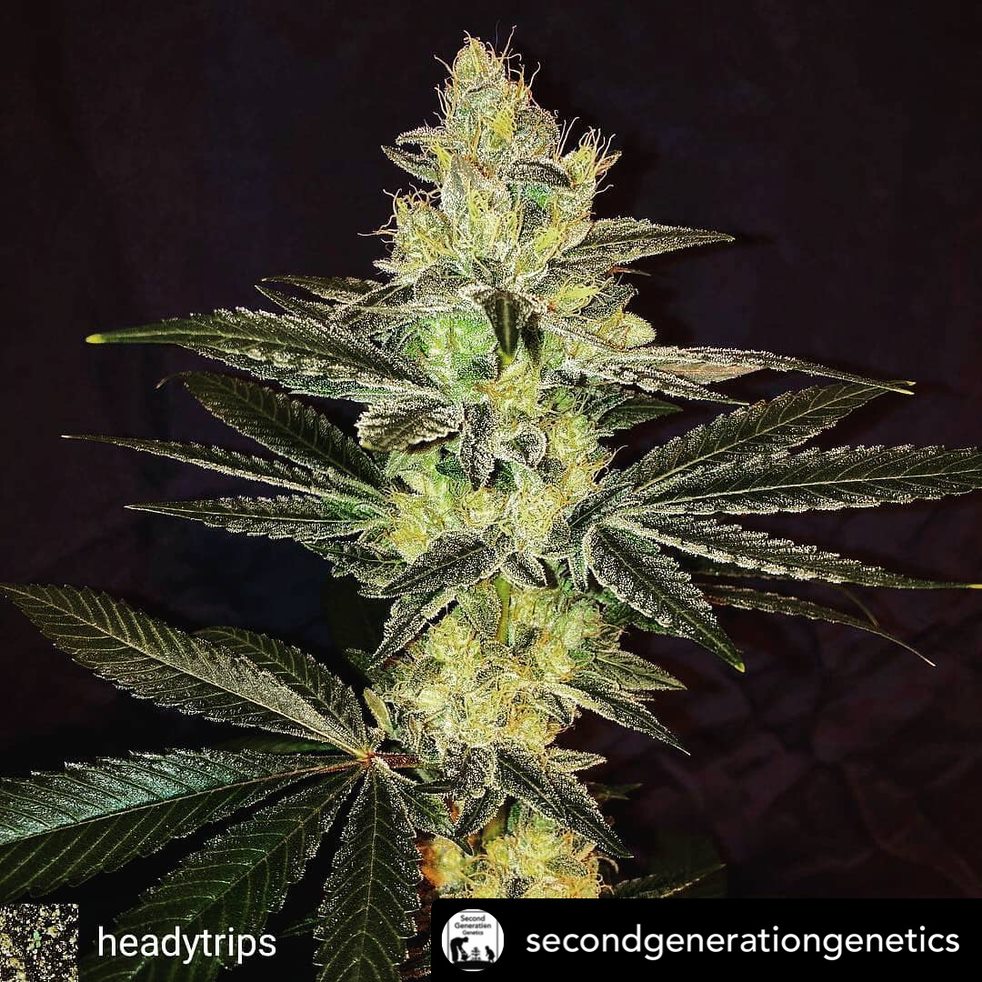DCSeedExchange's tweet photo. Introducing Formula-17, a new and limited edition hybrid strain from #secondgenerationgenetics! This cross of #GorillaGlue4 and #DJShort's F13 is a cacophony of earthen hash and OG musk delight. 
https://t.co/bT1Xb1NLpO
#dcseedexchange #mmjseeds #cannabisseeds #cannabiscommunity https://t.co/FcJdjB275H