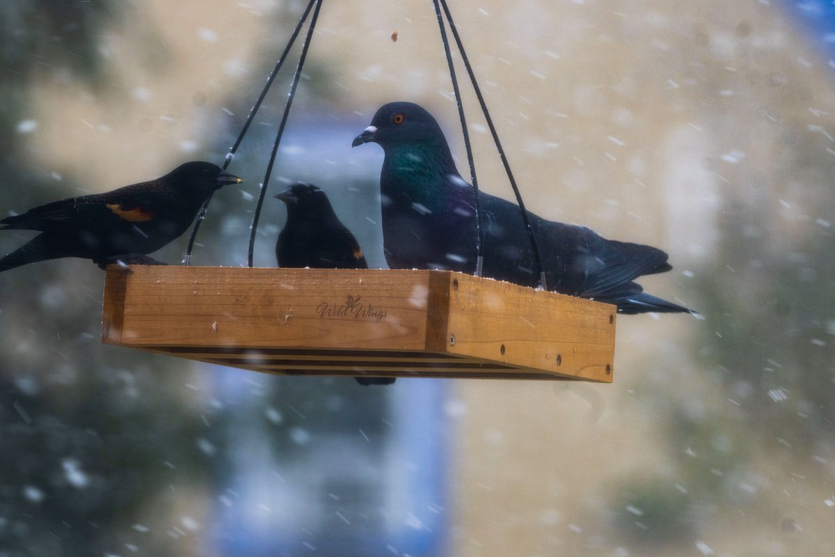 I saw one of those Rock Pigeons soaring in the sky and flew straight down to the tray feeder and sat it in and commenced eating at full speed. RedWingedBlackbirds did not seem to care. Free for all in the Snow!