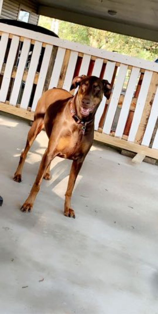 emmascott133's tweet image. MY PETS🫶🫶🫶 #Edtechatlatech