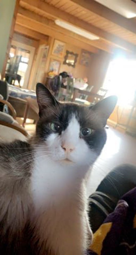 emmascott133's tweet image. MY PETS🫶🫶🫶 #Edtechatlatech