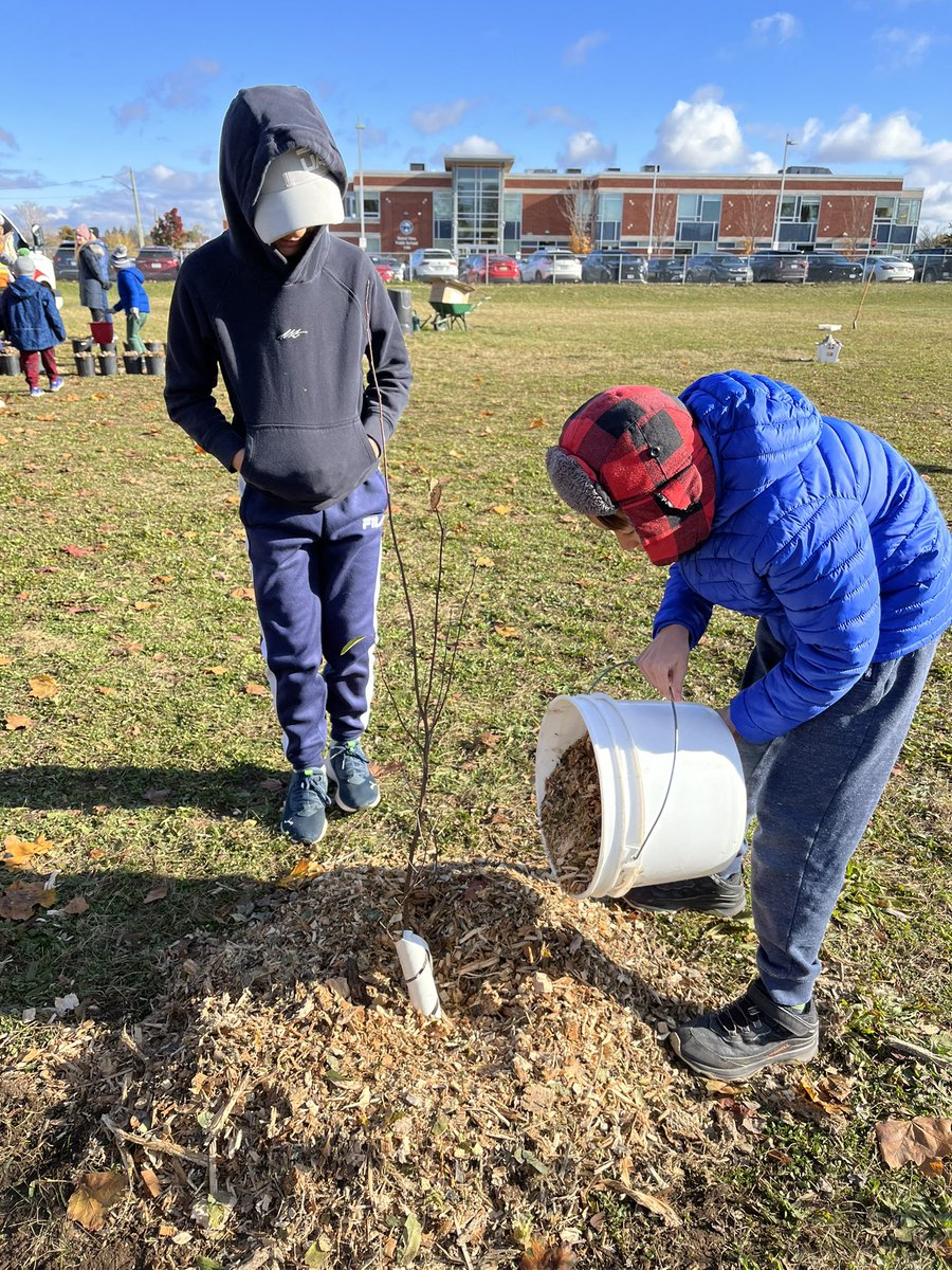 matessich's tweet image. We did it!!! Thanks to Emma @SustainableWat,  @N8ureNate, @Ev_Giannopoulos, @Carla_Johnson, @kwoodck and the parent volunteers who helped with planting our micro forest! The kids loved being outdoors, learning about trees and making a difference in their community! @wrdsb