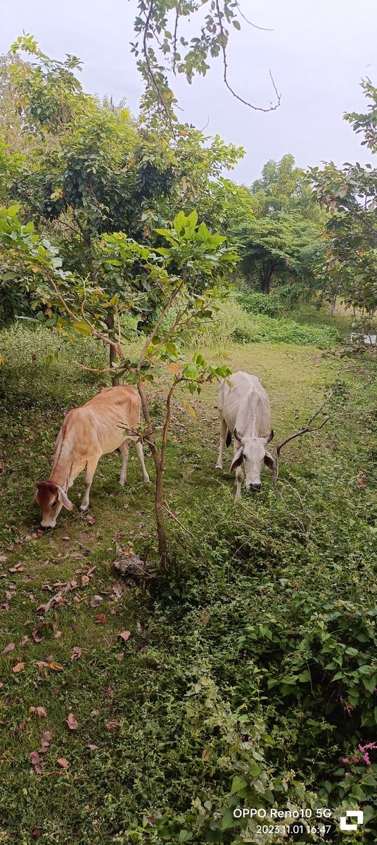 #TheCow #Maaaaaaa #animalslife
#BakawanEcoPark