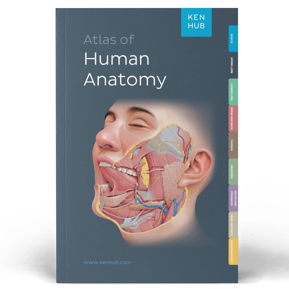 So excited to share this long duration project has come to fruition! The <a href="/Kenhub/">Kenhub</a> Atlas of Humana Anatomy was a labor of love by such an awesome team. I'm proud of the images and their inclusivity. 🧠🫀🦴💀🫁

Learn more here:
kenhub.com/en/atlas-of-hu…

#Anatomy #Atlas #MedEd