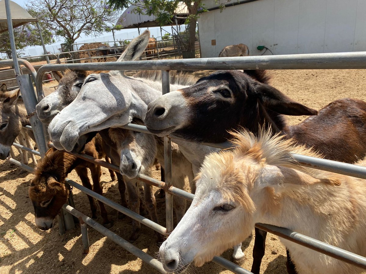 The war has brought an influx of donkeys in desperate need of help! @StartingOver #FarmSanctuary has rescued over 750. Please join our effort! We would love to airlift them out of Israel to a safe place
startingover.org.il/donationstarti…
#AnimalRights #animalrescue