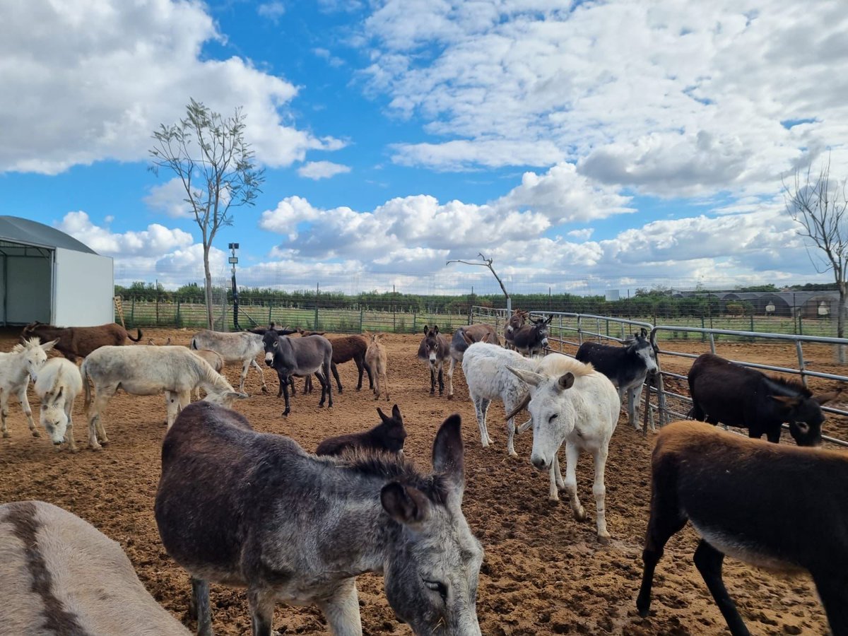 @StartingOver #FarmSancuary in #Israel is doing everything we can to rescue all the farm animals we can who are victims of this war! We now have over 750 donkeys We'd loved your help! Please contact us @
startingover.org.il/donationstarti…
#animalrescue #AnimalRights