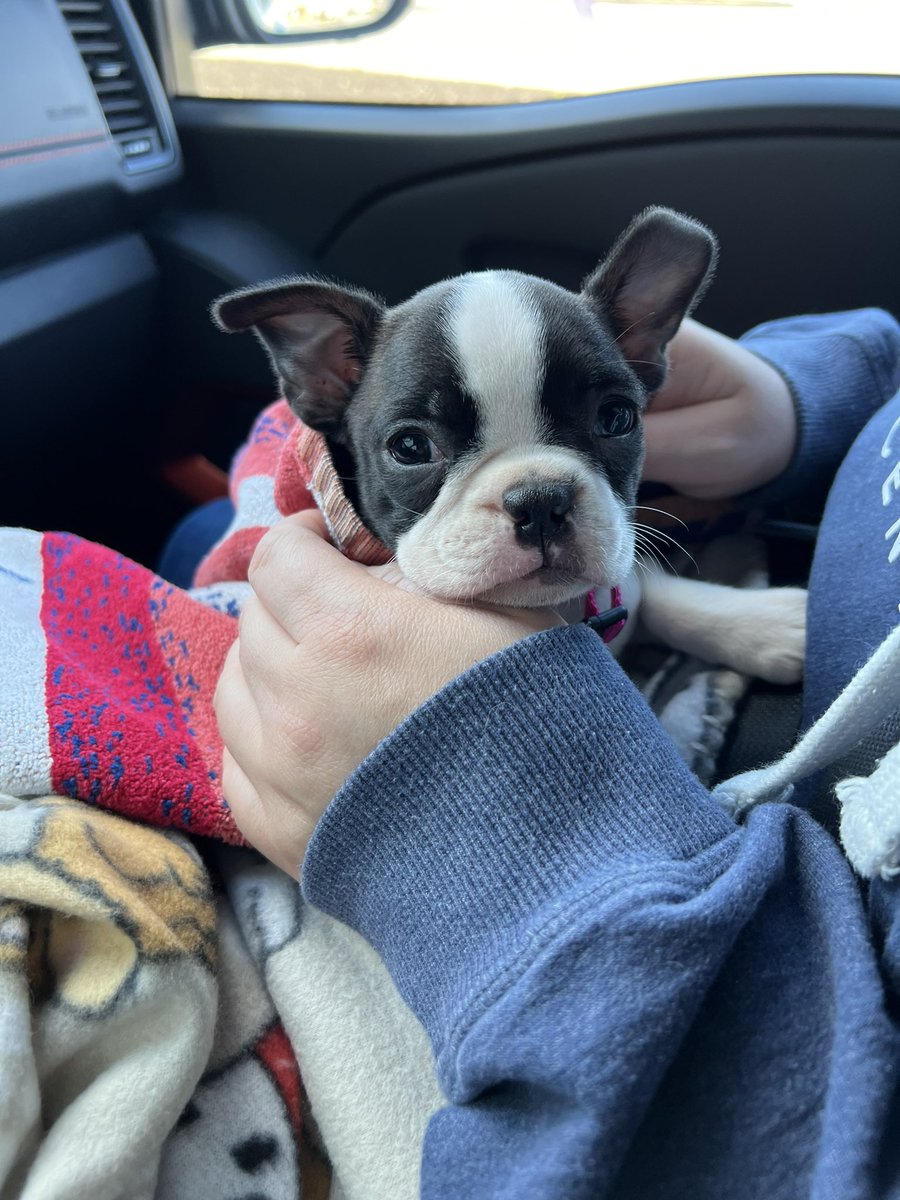 Just picked up the newest member of my family..

Meet Honey!

#Dogpeople #BostonTerrier