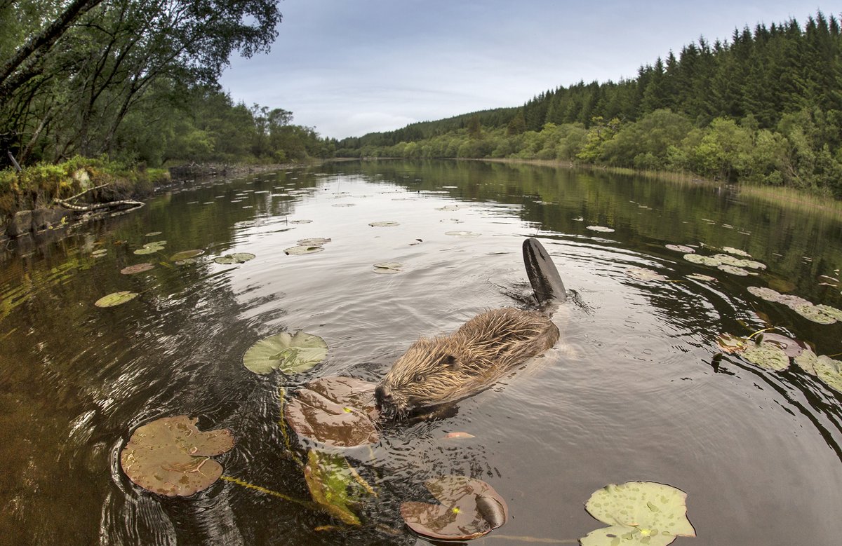 JOB OPPORTUNITY: Beaver Management Officer 🦫 Could you help bring beavers back to the Highlands? The role's focus is facilitating coexistence, particularly in Glen Affric, where work is underway to enable a beaver release next spring. Details here 👇 treesforlife.org.uk/about-us/work-…