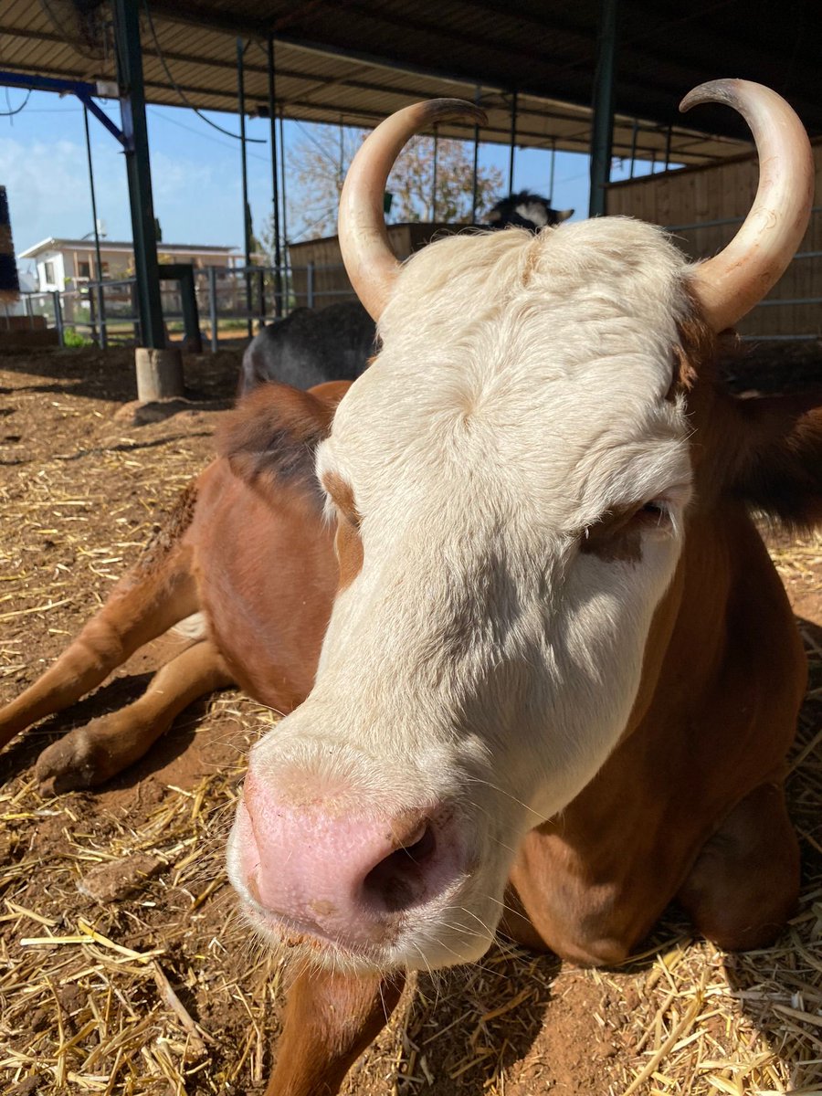 Isn't he a beauty! You should have seen him when @StartingOver #FarmSanctuary rescued him! We're committed to providing animals the best life possible! We've rescued well over 500 animals since the war started and we're in need of resources. Please help @
startingover.org.il/donationstarti…