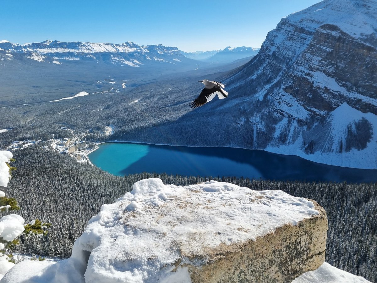 Dan_Gornall's tweet image. Clark&apos;s Nutcracker over Lake Louise 🇨🇦