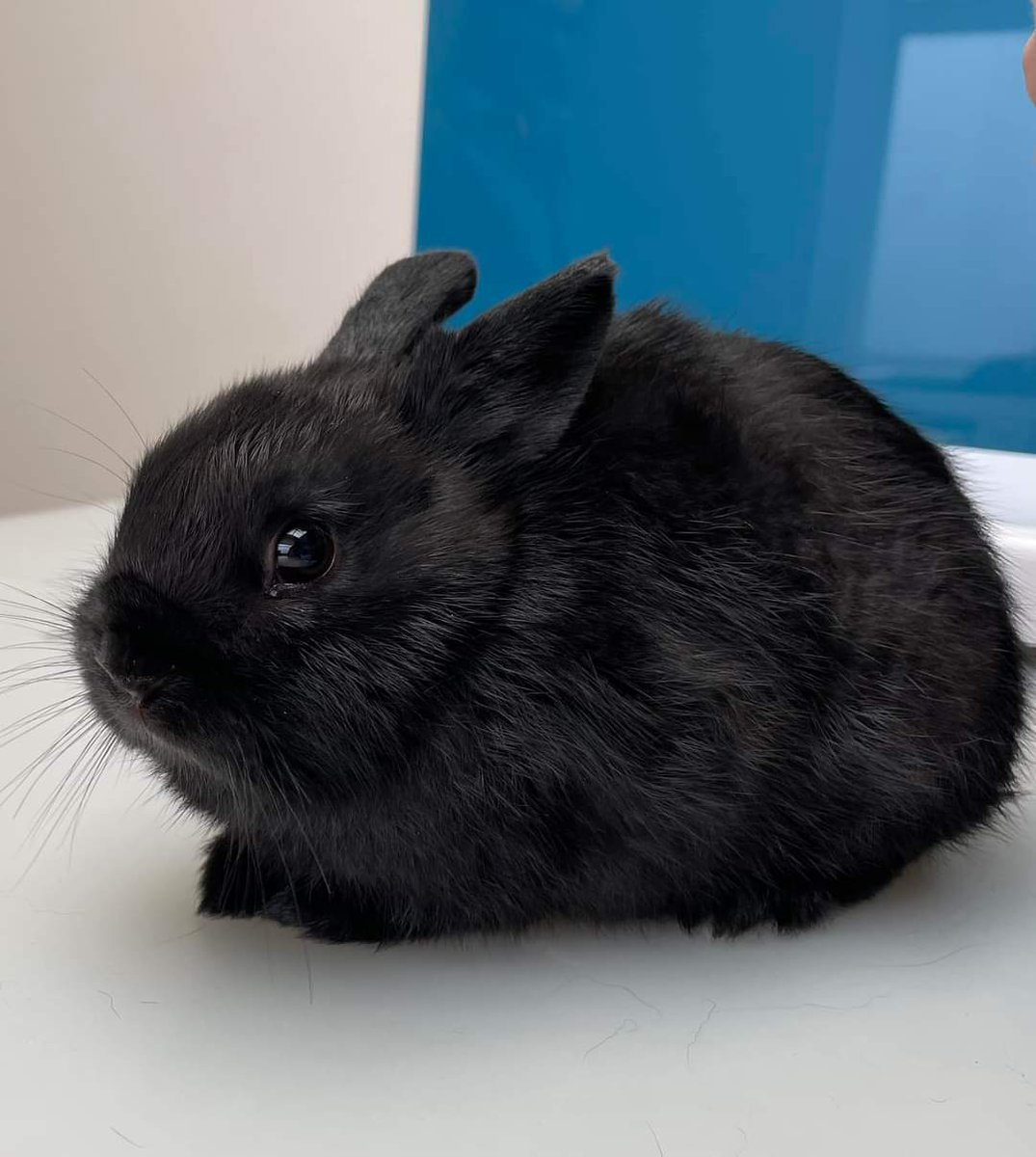 The Force is strong with this one.....
We had the pleasure of meeting Obi Bun Kenobi yesterday! He’s a Netherland Dwarf Rabbit, and we think he may just have the coolest name ever 🖤😎
#netherlanddwarfrabbit
#starwars
#mulberryhousevets
#ObiWan