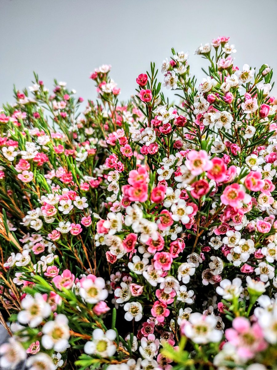 Wax flowers are so pretty and so versatile for any arrangement 🩷🤍

#flower #flowers #waxflower #florist #flowershop #houstonflorist #emptyvase