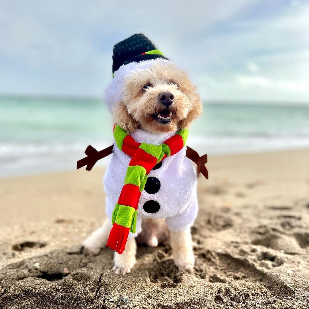 Costumes.com tweet media