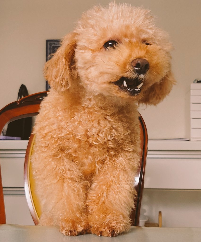 jcsencho's tweet photo. そこにあるのはなんだ❓

#マルプー　ノア
#犬のいる幸せ https://t.co/sExPwW3kyn