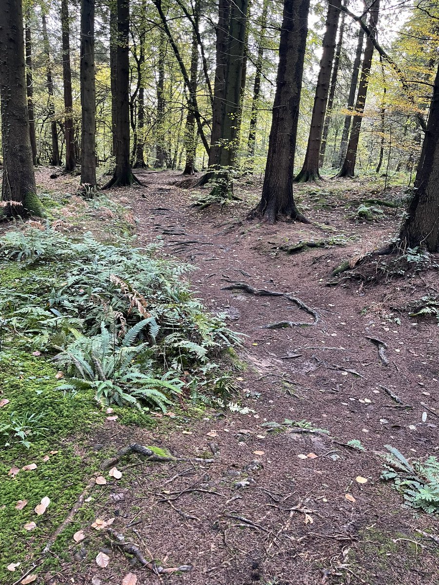 pipxx45's tweet photo. Beautiful winter woodland walk this afternoon with the doggies…..managed to miss the rain luckily. #woods #dogs #walking #bernesemountaindog #myhappyplace https://t.co/rsfYpvsBtr