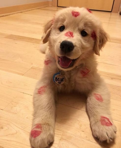 toocutetobear's tweet image. Love overload!
.
.
.

#doglover #dogoftheday #dogscorner #ilovemydog #dog_features #bestwoof  #mydogiscutest #topdogphoto #excellent_dogs #dogsandpals #ruffpost #barkbox #weeklyfluff #fluffypack #pawpack#toocutetobear