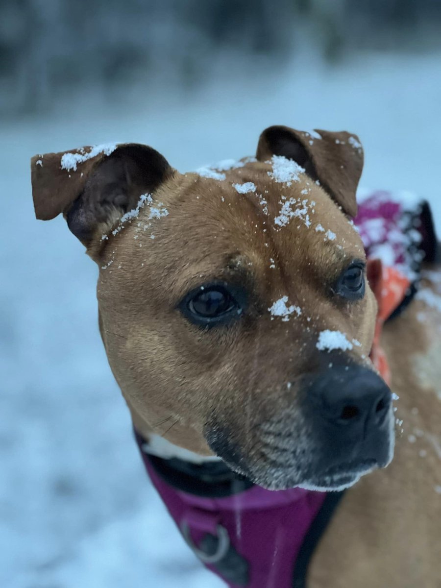 HopeRescue tweet picture
