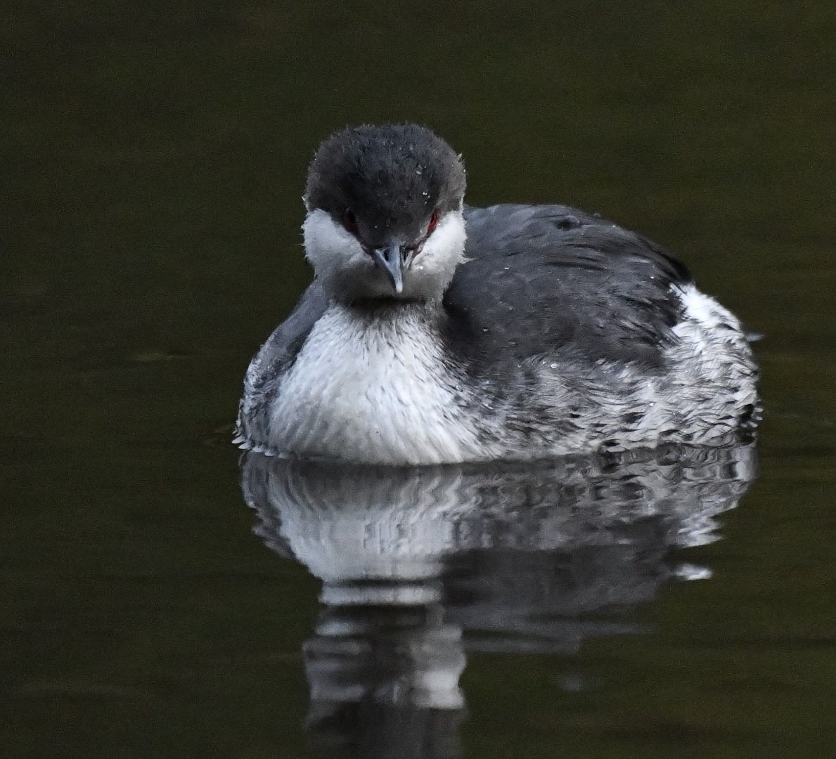 stuart007464's tweet photo. The bird is on St Margarets loch
on the north side of park east of Holyrood palace. https://t.co/GBk1FQ2whB