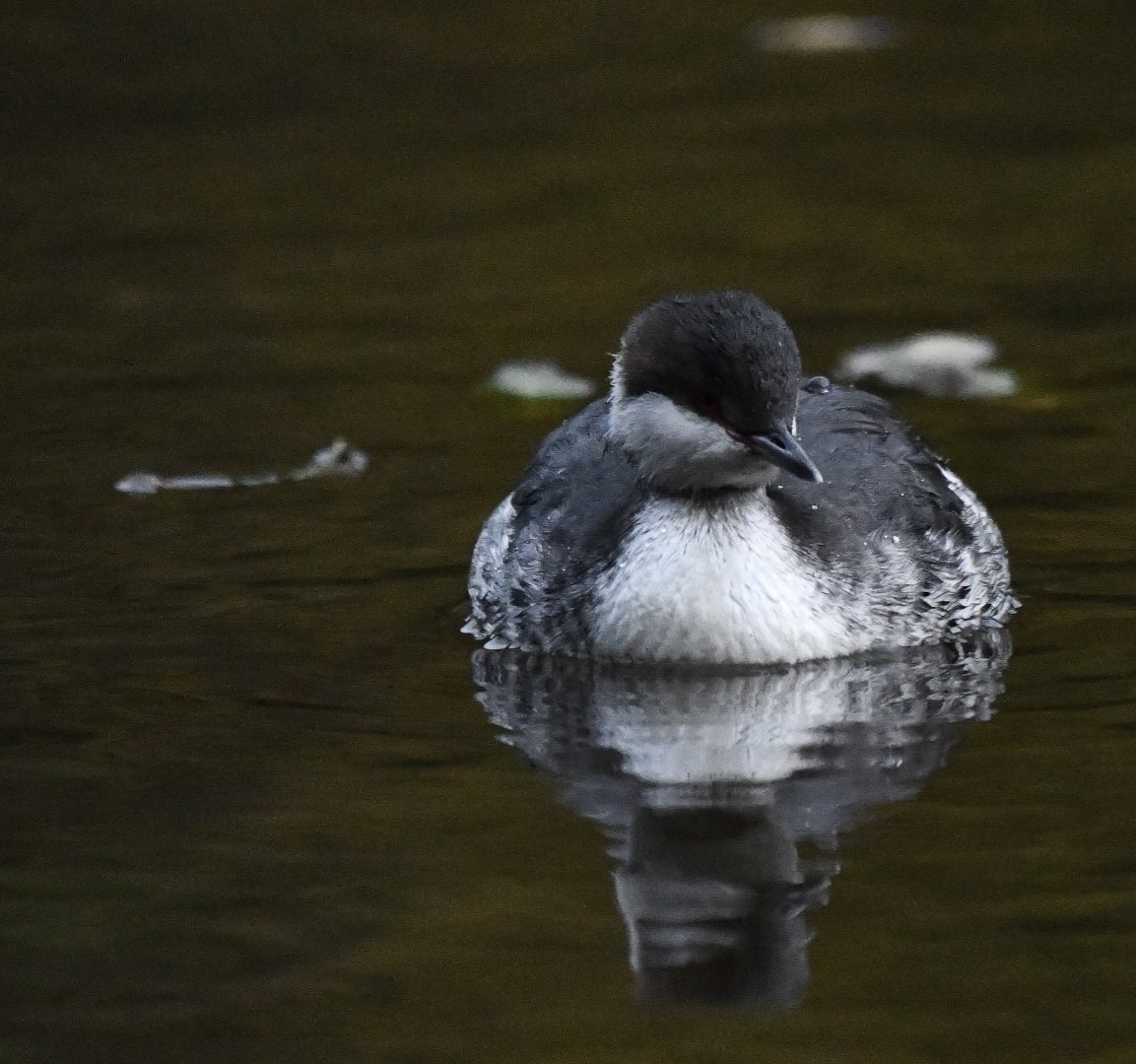 stuart007464's tweet photo. The bird is on St Margarets loch
on the north side of park east of Holyrood palace. https://t.co/GBk1FQ2whB