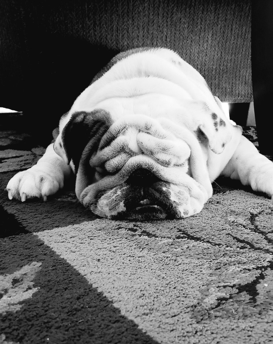 tsandg8r's tweet photo. Smile &amp; cry &amp; remember the fun, rubbin their belly... Our wingmen will take it from here for you.
#BecauseDogs #GoGators 🐊 https://t.co/Q2gezfLUKS