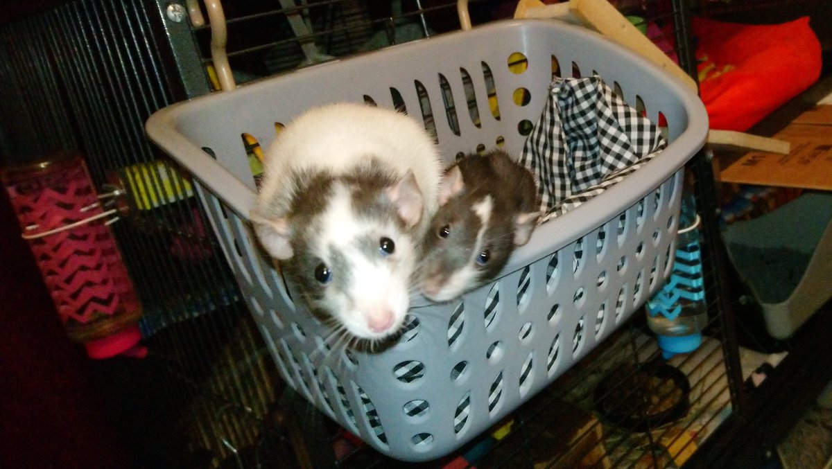 Humin-Dad says he thimk we goimg to be biggest trubble makers of the smol bois! We don understam, look at our innocemp faces! 😇