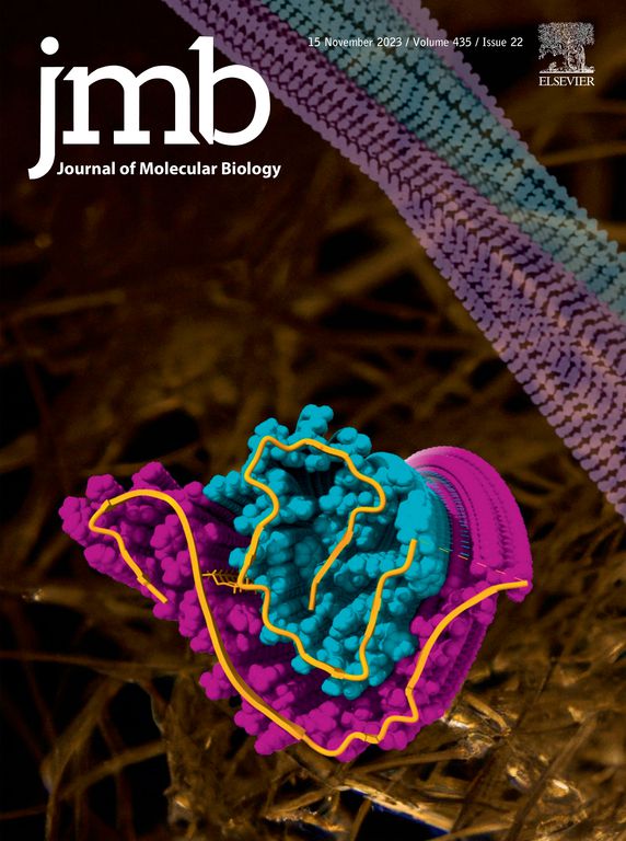 Happy to share our work on the CryoEM structure of renal fibril extracted from kidney of an AL amyloidosis patient has been selected as a cover page of @JMolBiol December issue 😊