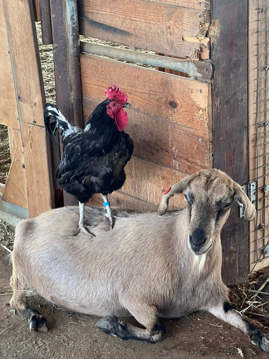 Meet Liv who would love to be virtually adopted. When @StartingOver #FarmSanctuary in #Israel adopted her, she had been badly abused and malnourished. She's living her best love under our care! Please adopt her @
startingover.org.il/virtualadoption
#animalrescue #AnimalRights
