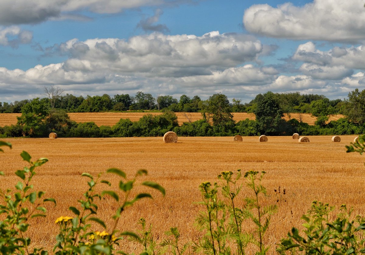 Do you own a large property in #WellingtonCounty? #GreenLegacy is looking for landowners who would like students to plant trees on their property.
Trees and planting assistance are FREE (min order).
Submit your tree order and planting request online at ow.ly/IQGC50Q0l1U.