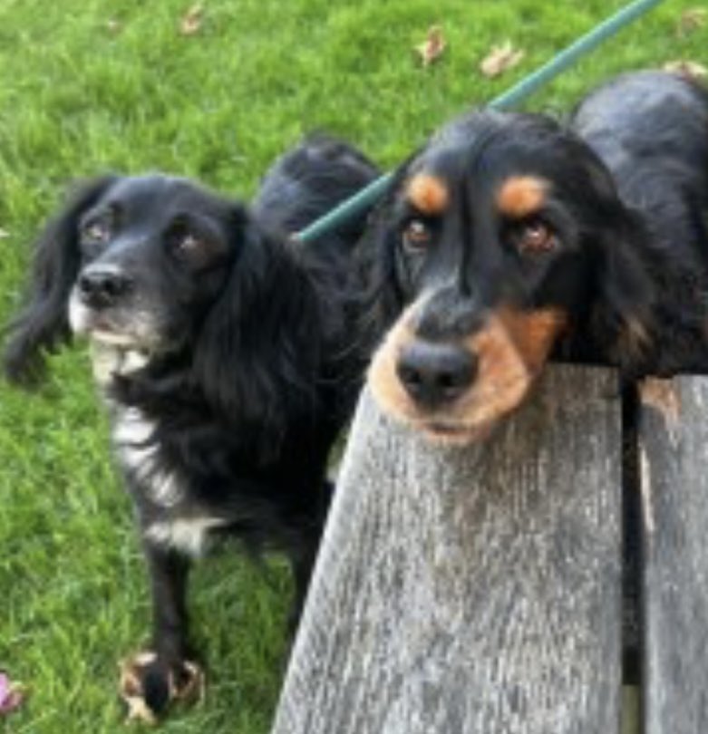 rosieDoc2's tweet photo. #SpanielHour
#GundogTheftAwarenessWeek
BONNIE missing since 25/10/23
From Telham Lane, #Battle E.SUSSEX #TN33
Black #cocker with white chest / small amount of white on muzzle
CHIPPED
https://t.co/pRYsKD2wyw
@BattleGolfClub @BattleLibDems @BBCSussex @EastSussexNews @bs2510 https://t.co/pf33syrfEE