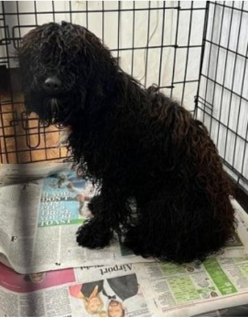 bs2510's tweet photo. #SpanielHour
Female #Poodle cross Black
#Found 30 Oct 2023 #Walkinstown #CoDublin #Ireland
Dublin County Dog Shelter If this is your dog contact the shelter on 087 3914008 Proof of ownership required reclaim fee microchip fee & licence fee apply
https://t.co/pOZpLf05nZ https://t.co/fMLBfEz23P
