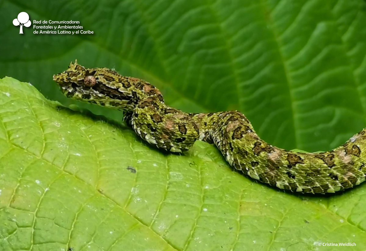 Conoce la sorprendente 🐍 bocaracá o crótalo cornudo de Schlegel, especie de serpiente venenosa de América Central y Sudamérica.
 
F.: goo.su/FTV4Mzt
Cristina Weidlich 📸
#RECOFALC #Comunicación #bosque #naturaleza #sostenibilidad #ambiente