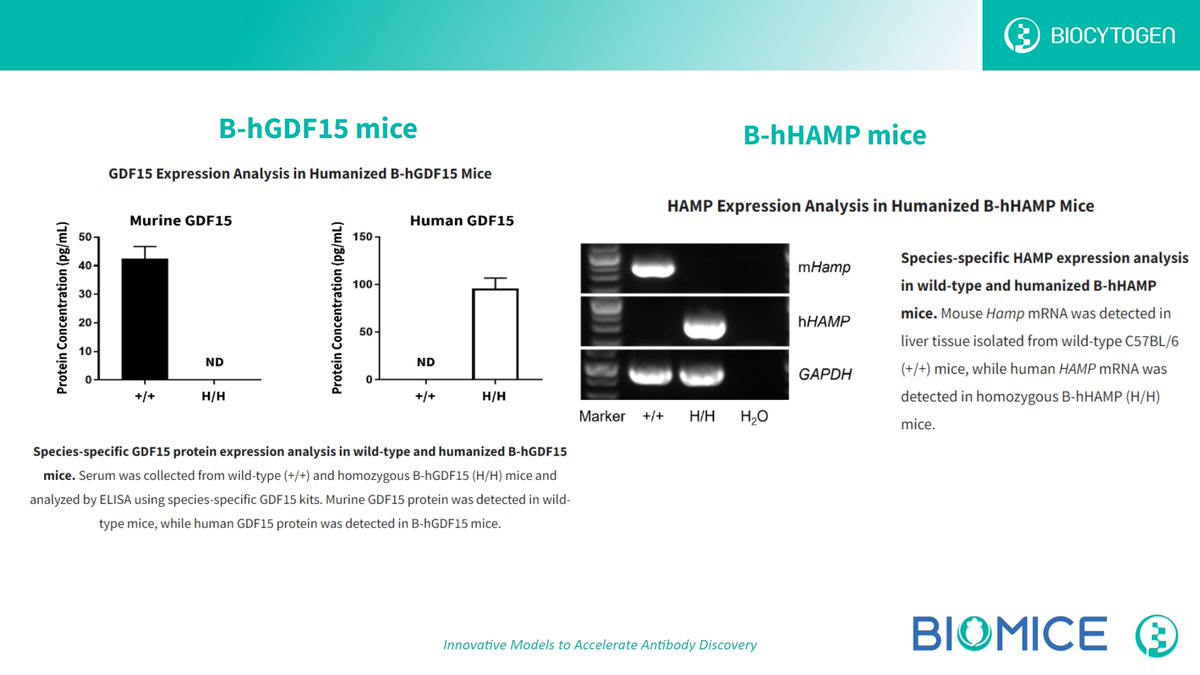 Check out our B-hGDF15 mice(biocytogen.com/products/human…) and B-hHAMP mice(biocytogen.com/products/human…) for you studies!
#mousemodel #cytokines #humanizedmodel #preclinicalresearch #invivo #efficacy #toxicity #therapeutics #immunotherapy #invivo #cancertherapy #cancerresearch