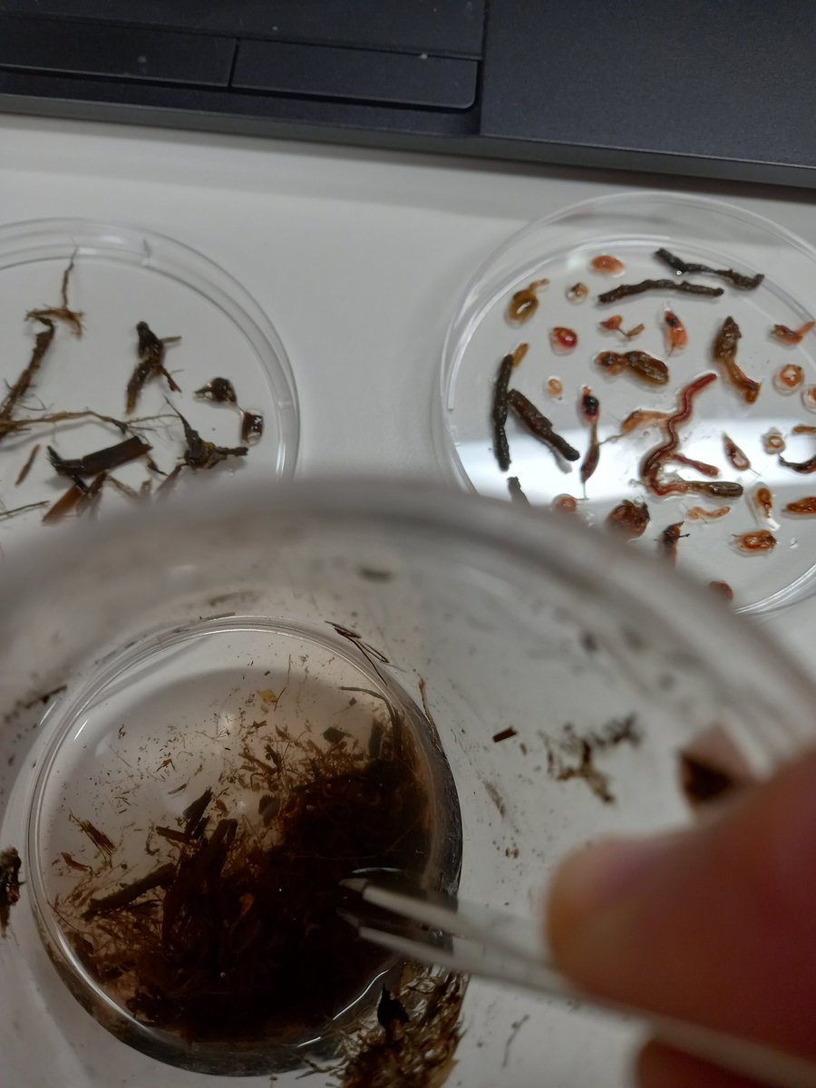 Mattea Taylor tweet media