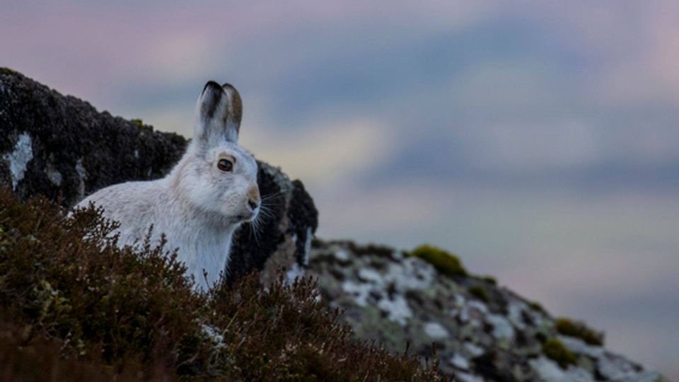 'A white hare was regarded as a bringer of good luck to the farms. After its appearance the harvest was exceptionally plentiful.'
Folklore of Wales, 1909 via Mark Rees
#rabbitrabbit #whiterabbit