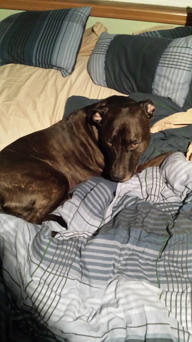 TheActBro1's tweet photo. I always knew this time would come but it didnt make it any easier. Today we had to put down our pitbull of 15.5 years. She was always a good dog, very loving. I will always love you Cocoa ❤️ https://t.co/fvNIz05ODC