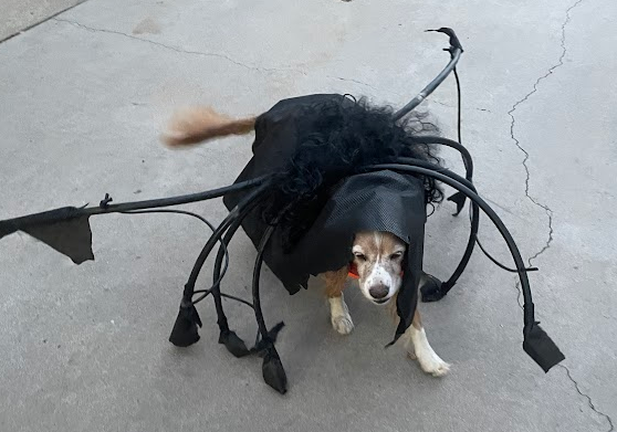 Ryan Sinclair tweet media