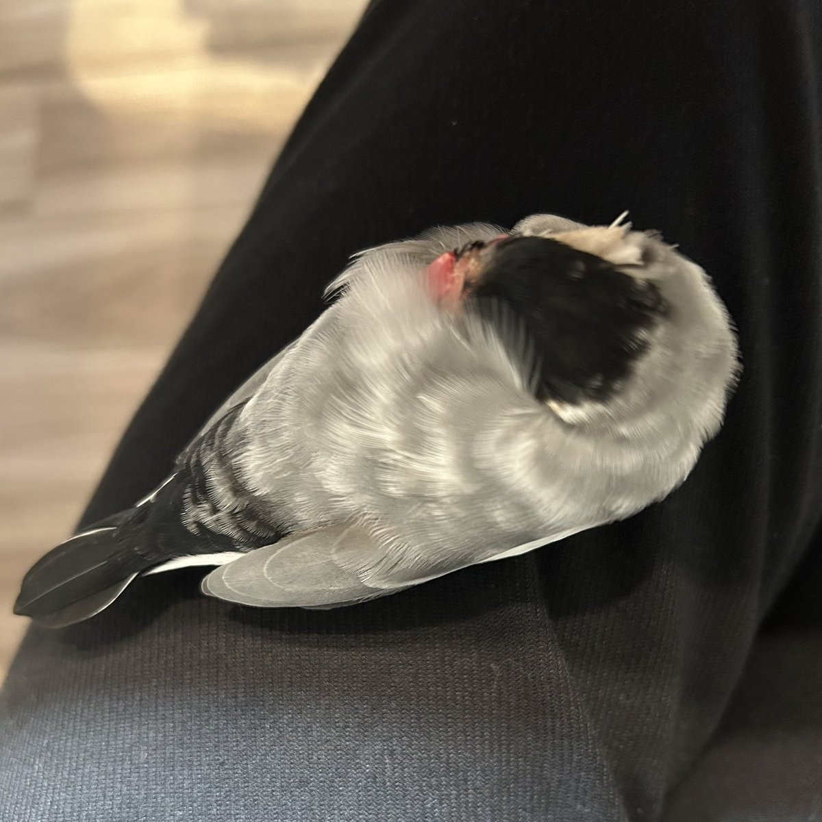 choco200614's tweet photo. 本日在宅勤務ですが今、トイレを我慢しています。
#文鳥 https://t.co/5Aagy02DS0