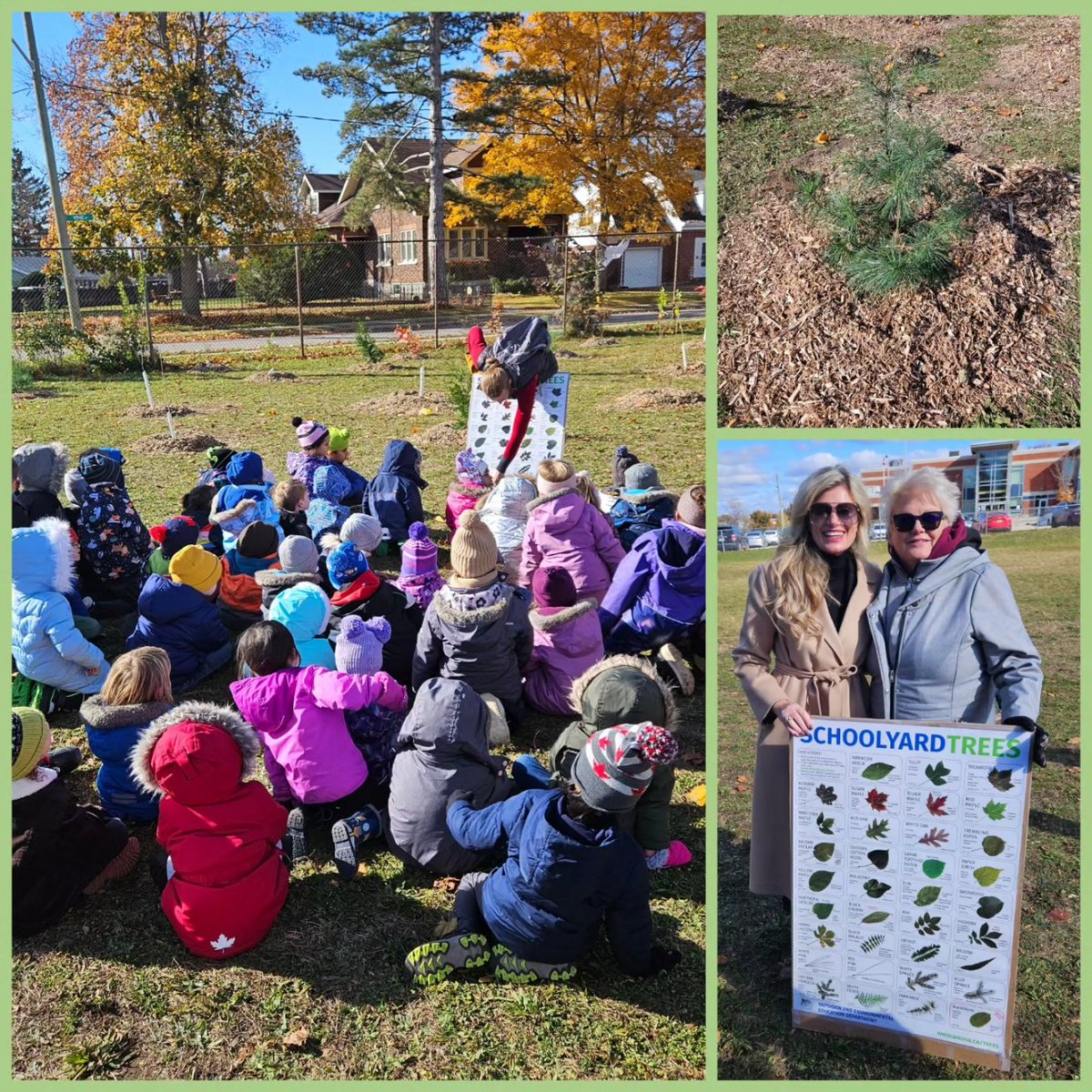 Carla_Johnson's tweet image. Inspiring morning! Greening of Grand View P.S. in Cambridge. 🌱🌳 Thank you, @N8ureNate. Every student participated from planting trees to spreading mulch. Fantastic school-wide endeavour!
Go Hawks! 💛
@wrdsb @gvcwrdsb @kwoodck

#treeplanting #schoolgreening #outdooreducation
