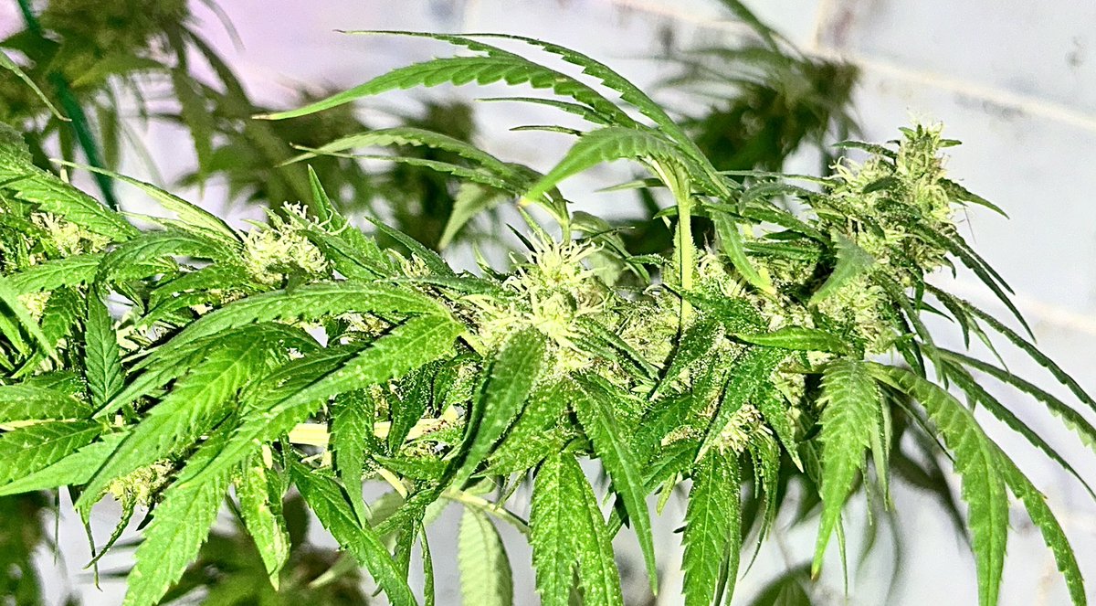 BloomsAndBudsNY's tweet photo. Getting there..🌿
Checking for nanners &amp; pests like a crazy man, as I’ve been battling mites (quite effectively) &amp; other environmental factors in the past month.

7 yrs &amp; still lots of lessons learned every day! 

#CannabisCommunity #Cannabis #CannabisGrower #AlohaLimone #Sativa https://t.co/g4mcZAXAwy
