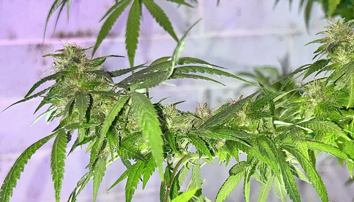 BloomsAndBudsNY's tweet photo. Getting there..🌿
Checking for nanners &amp; pests like a crazy man, as I’ve been battling mites (quite effectively) &amp; other environmental factors in the past month.

7 yrs &amp; still lots of lessons learned every day! 

#CannabisCommunity #Cannabis #CannabisGrower #AlohaLimone #Sativa https://t.co/g4mcZAXAwy