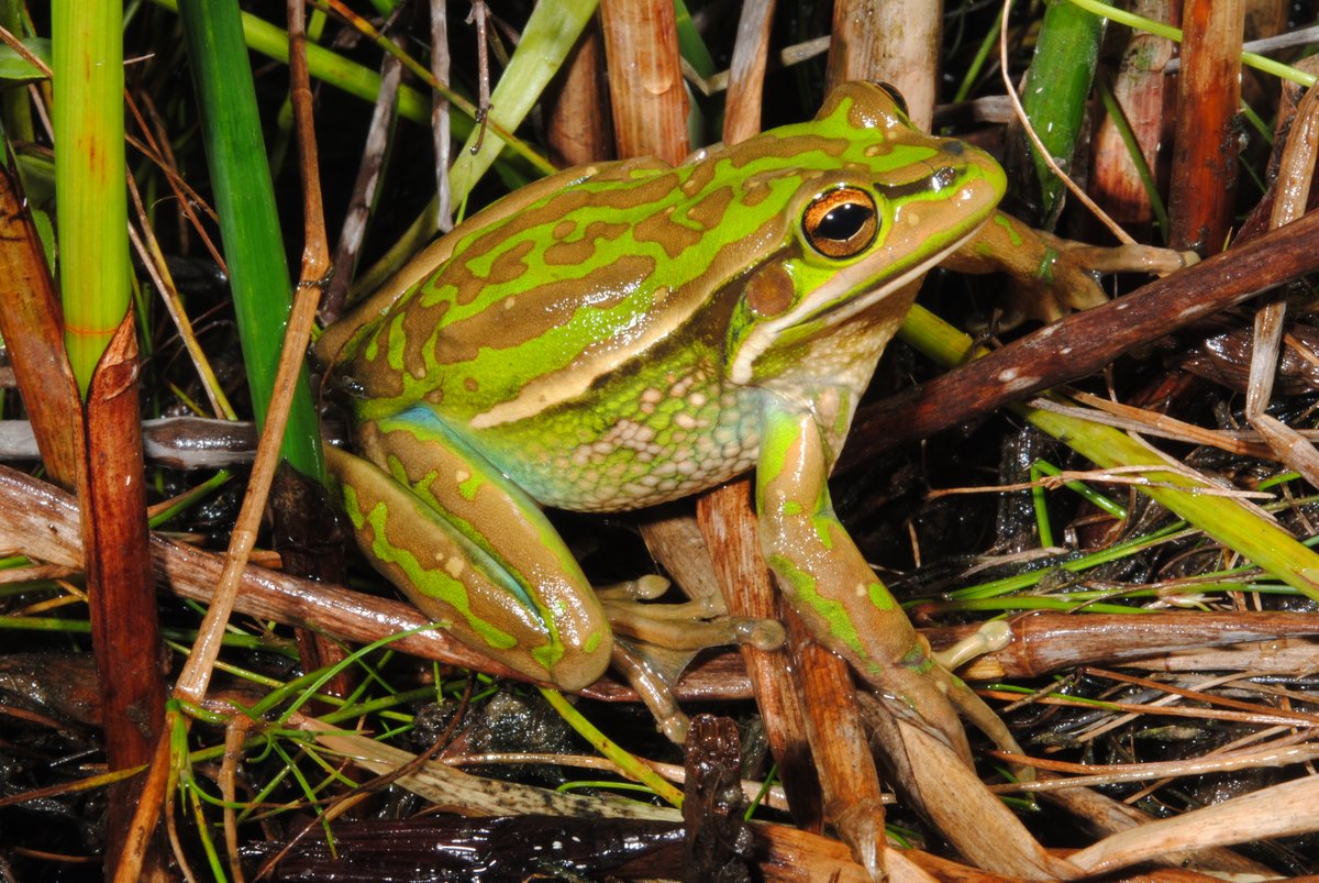 Simon Clulow (@simonclulow) on Twitter photo 🎉 Exciting news! 📚 Thrilled to announce our #ARC #DP24 on restoring amphibian populations in chytrid-impacted landscapes has been funded, with <a href="/RichardDuncanUC/">Richard Duncan</a> and <a href="/BenCScheele/">Ben Scheele</a>! 🙌
It's such a brutal process, commiserations to all the great projects that missed out 😞 <a href="/UC_CCEG/">Centre for Conservation Ecology & Genomics</a> 🎉 Exciting news! 📚 Thrilled to announce our #ARC #DP24 on restoring amphibian populations in chytrid-impacted landscapes has been funded, with <a href="/RichardDuncanUC/">Richard Duncan</a> and <a href="/BenCScheele/">Ben Scheele</a>! 🙌
It's such a brutal process, commiserations to all the great projects that missed out 😞 <a href="/UC_CCEG/">Centre for Conservation Ecology & Genomics</a>